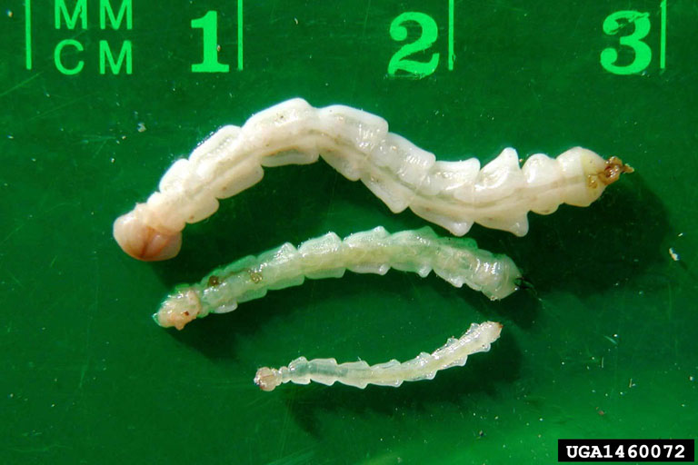 Instars of EAB larvae
