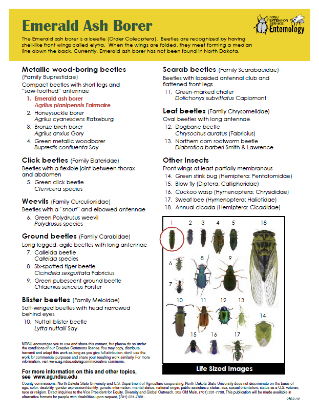 Insects Frequently Confused with Emerald Ash Borer in ND page 2