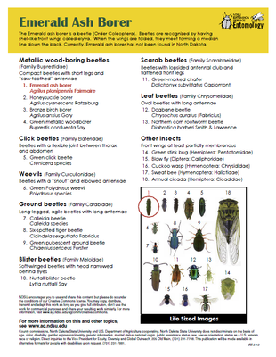 Insects Frequently Confused with Emerald Ash Borer in ND page 2