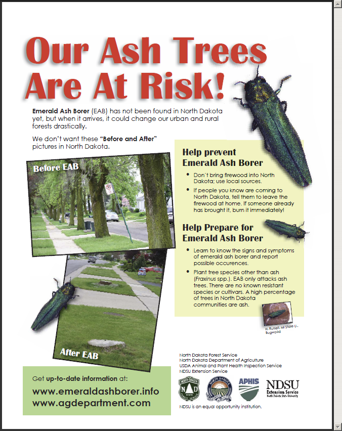 Our Ash Trees are at Risk