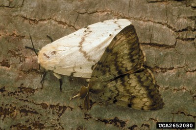Male and Female Adult Gypsy Moths