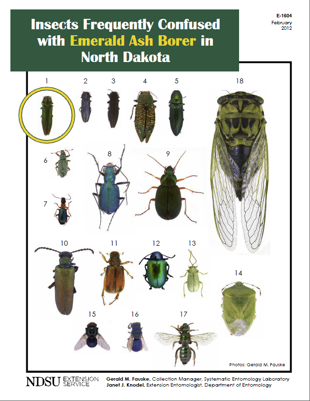 Insects Frequently Confused with Emerald Ash Borer in ND