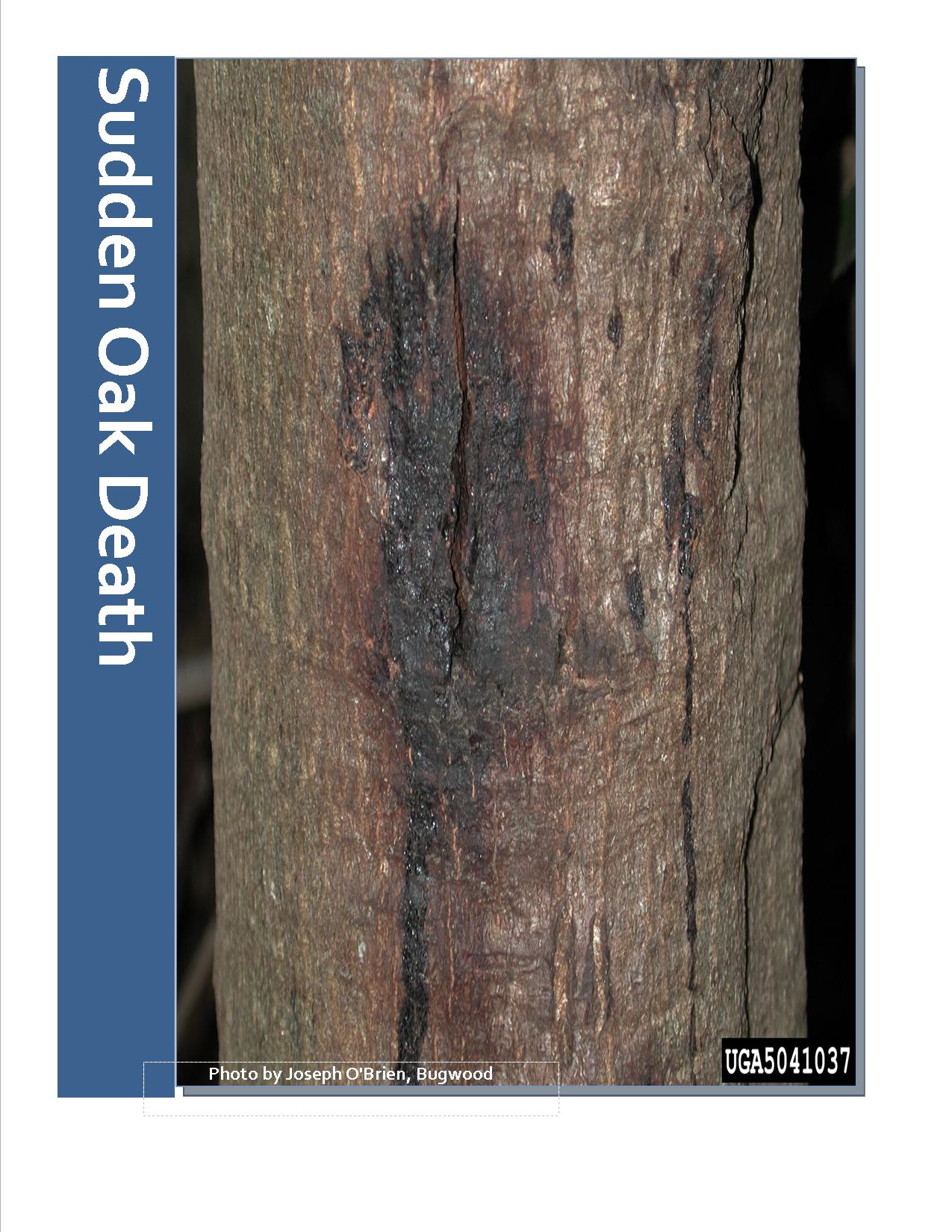 Sudden Oak Death/Ramorum Blight