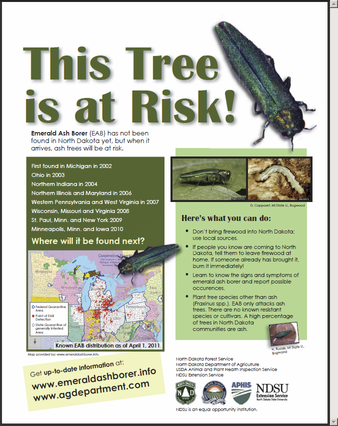 This Ash Tree is at Risk