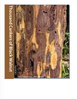 Thousand Cankers Disease of Black Walnut