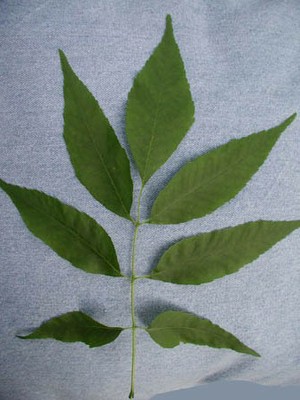 ash leaf